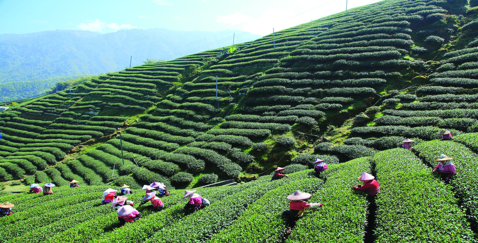 https://d3r8gwkgo0io6y.cloudfront.net/upload/tea garden.jpg